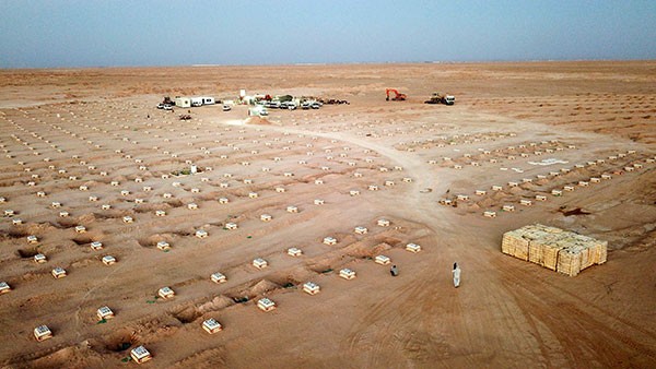 Rows of graves stretch into the distance in a barren desert.
