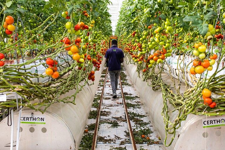 A worker walks past rows of tomato plants growing in a smart greenhouse in the United Arab Emirates
