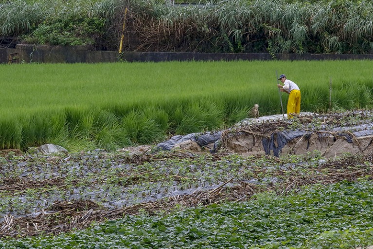 A farmer tends to his rice farm field in South Korea after a monsoon