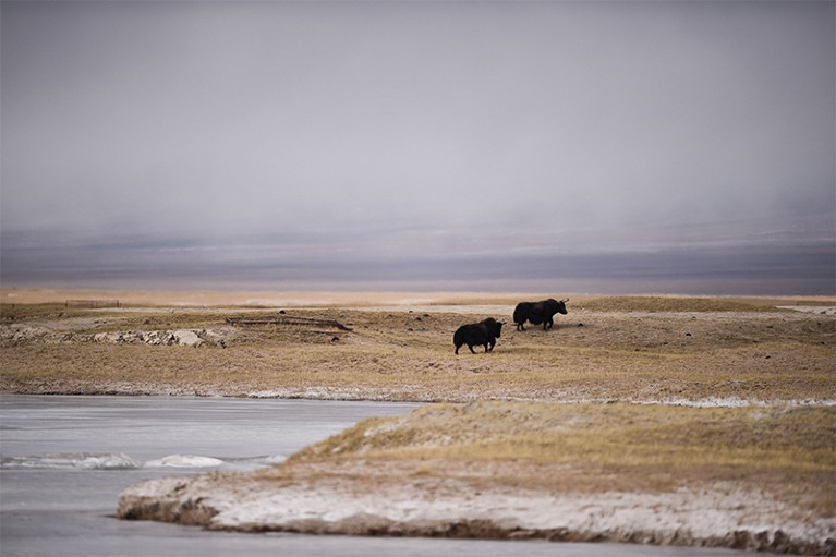 Wild yaks are see in Hoh Xil, northwest China's Qinghai Province