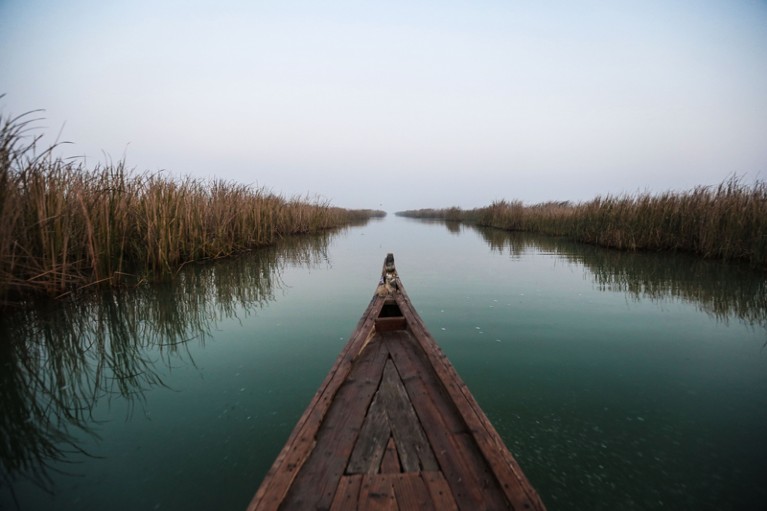 The front of a fishing boat glides in between the reeds in the Mesopotamian Marshes