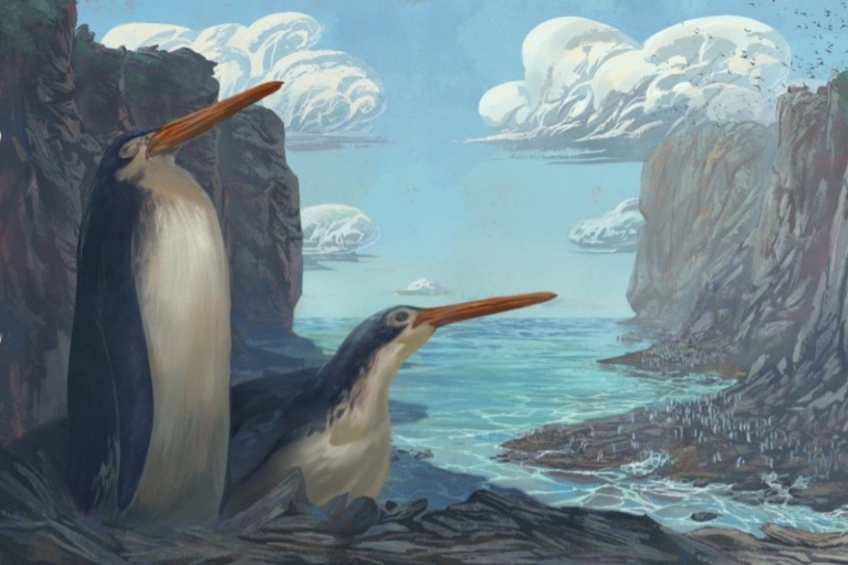 Artist's impression of the Kawhia giant penguin Kairuku waewaeroa