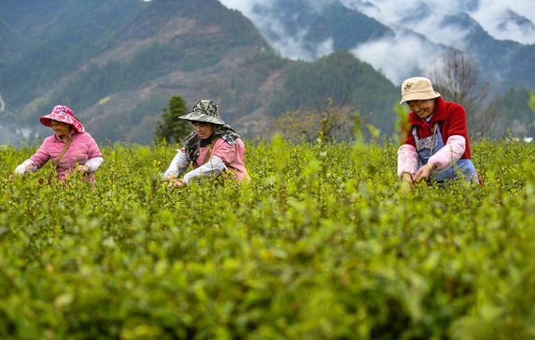 Three farmers pick spring tea in Youyang Tujia and Miao Autonomous County