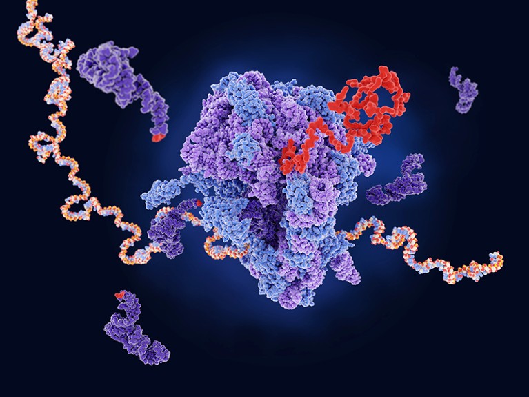 Illustration of a ribosome producing a protein from an mRNA template.