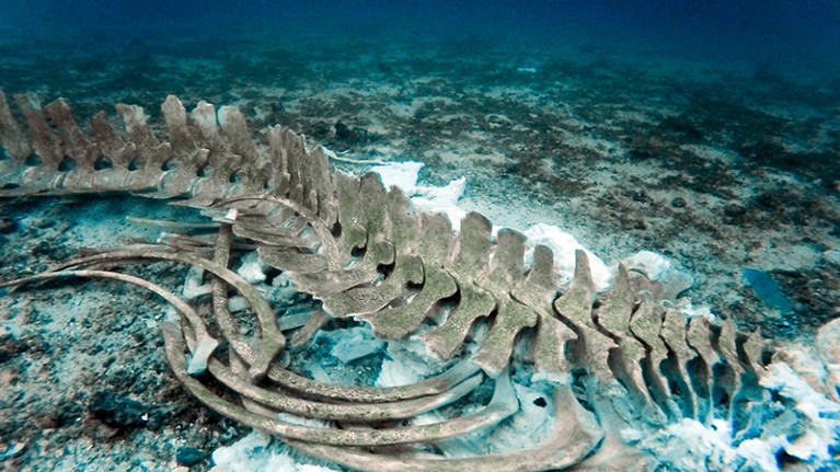 The skeleton of a Whale lies 33 meters below the Andaman Sea, Krabi, Thailand.