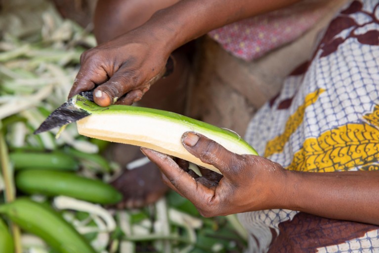 A close-up of hands peeling a matoke banana with a knife