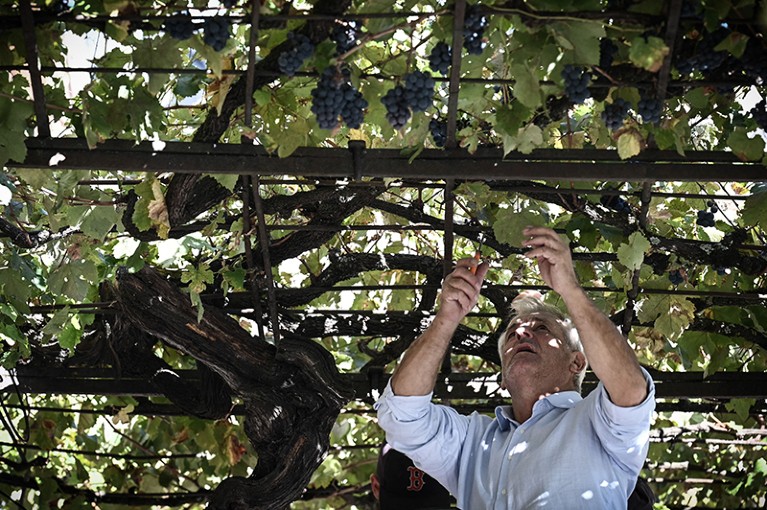 A man wearing a blue shirt reaches up to cut grapes off a vine at a vineyard