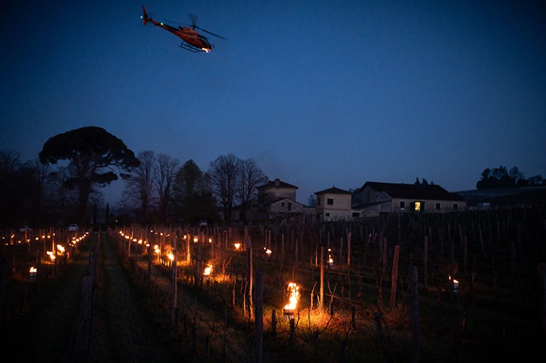 A helicopter flies over candles lined up in vineyards, at night, trees and houses in the background