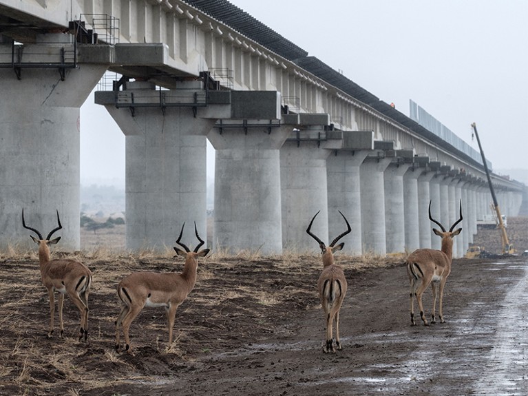 Impalas walk near the elevated railway at the construction site of Standard Gauge Railway, Kenya.
