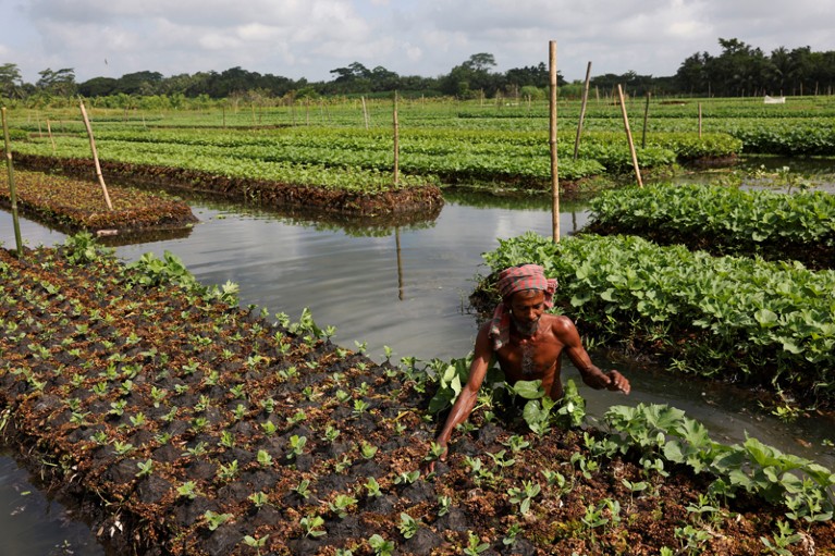 A farmer places water weeds on a floating bed on his farm in Bangladesh