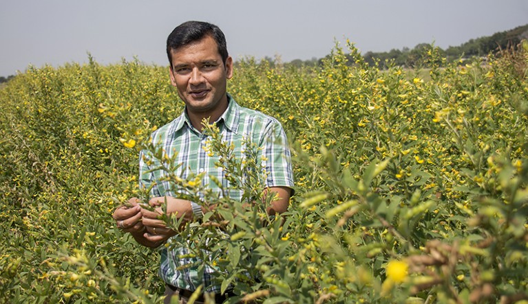 Rachit Saxena standing in field surrounded by plants with yellow flowers