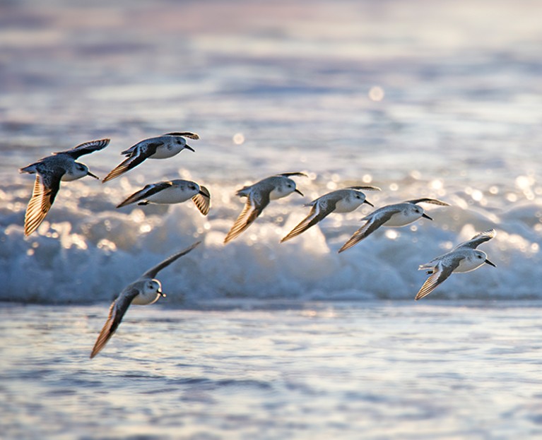 A small flock of Sanderling birds in flight against the soft blue surf on the shoreline in early December at Island Beach State Park, New Jersey.