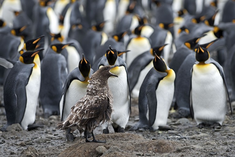 Brown Skua, Stercorarius antarcticus, calling in front of a King Penguin colony.