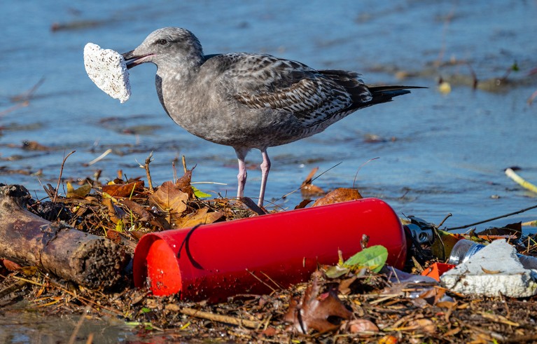 A gull picks up a piece of trash that washed up along the bank of the San Gabriel River just a few hundred yards from the Pacific Ocean in Seal Beach.
