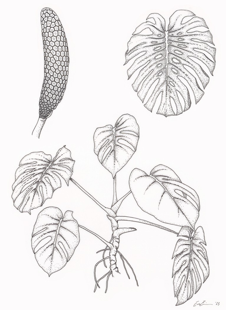Illustration from Unrooted. Monstera deliciosa, pen and ink.