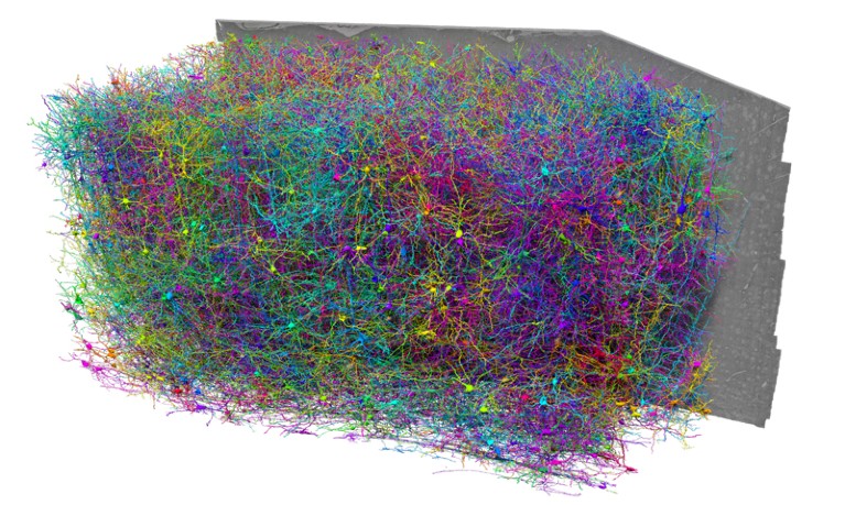 3D rendering of thousands of individual neurons