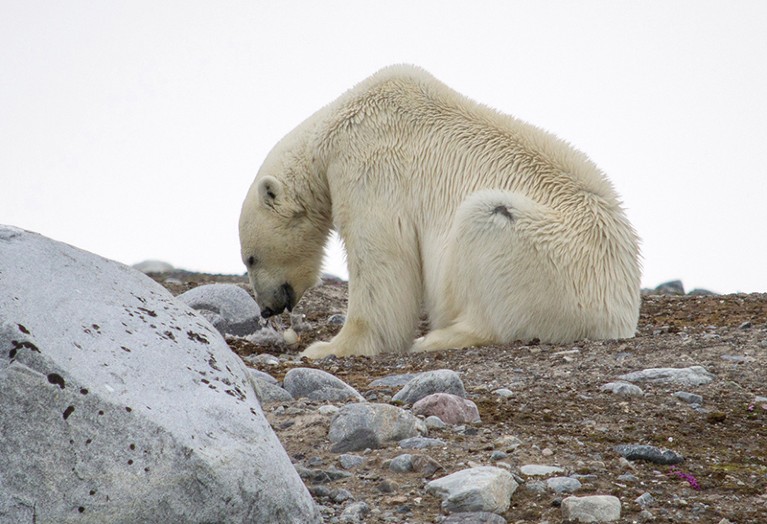 A polar bear eats common eider eggs near Kongsfjorden, Svalbard.