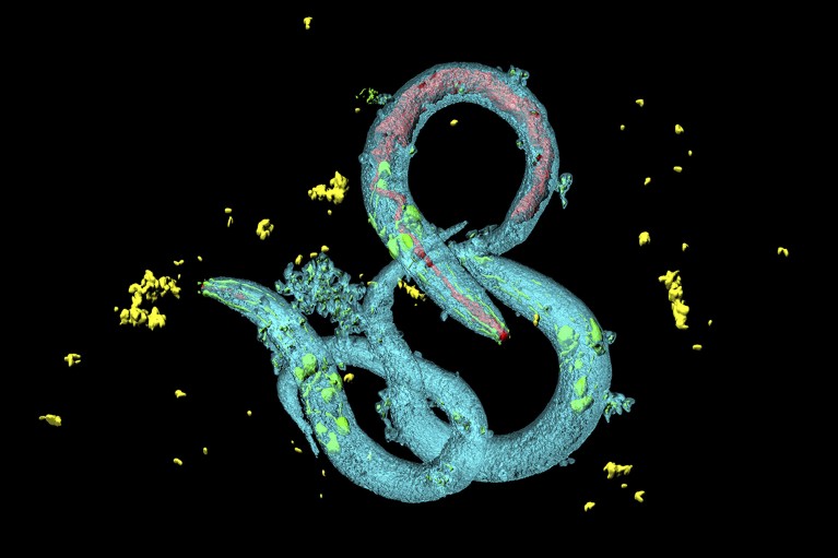 Confocal laser scanning micrograph of Caenorhabditis elegans worms showing neurons and the digestive tract.
