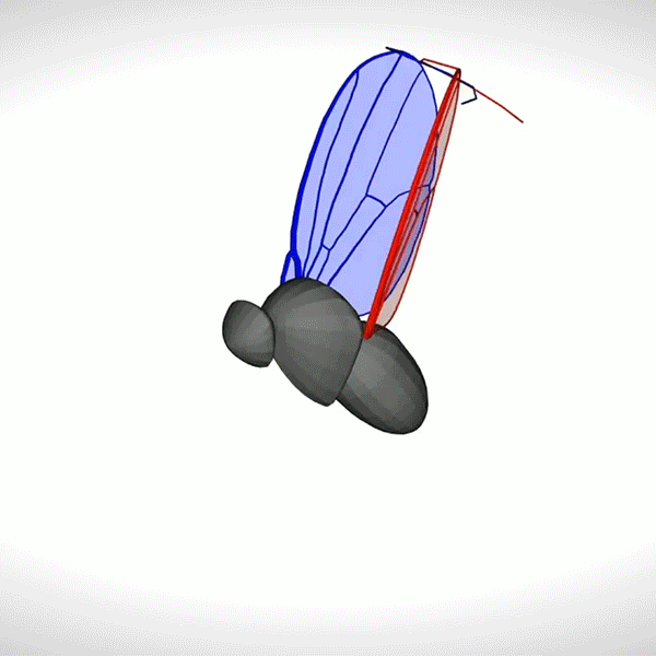 Animated sequence of the simulation of a fruit fly moving its wings. The insect’s grey polygon body remains static while the wings, one coloured red, the other blue, move up and down.