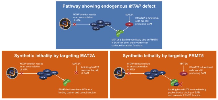 How Gsk Is Using Synthetic Lethality To Develop Cancer Therapies