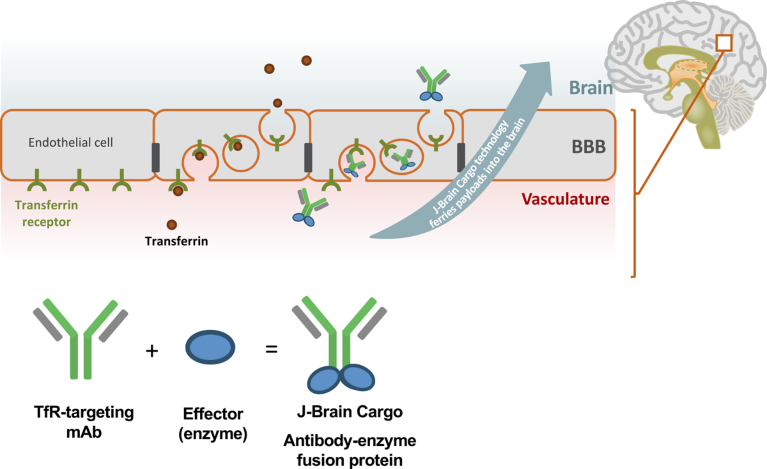 Mechanism of action of J-Brain Cargo technology to bring biotherapeutics across the BBB