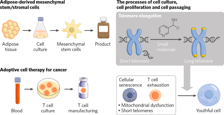Graphic showing the creation of cells for the development of regenerative medicine products