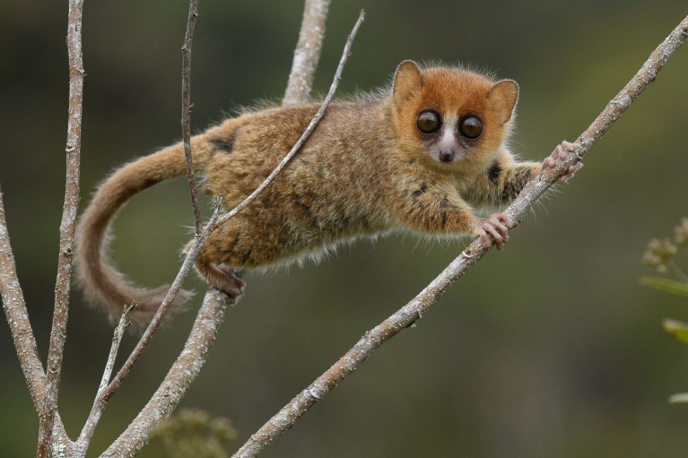 Brown Mouse Lemur (Microcebus rufus), one of the 104 species of lemurs that are currently threatened with extinction.