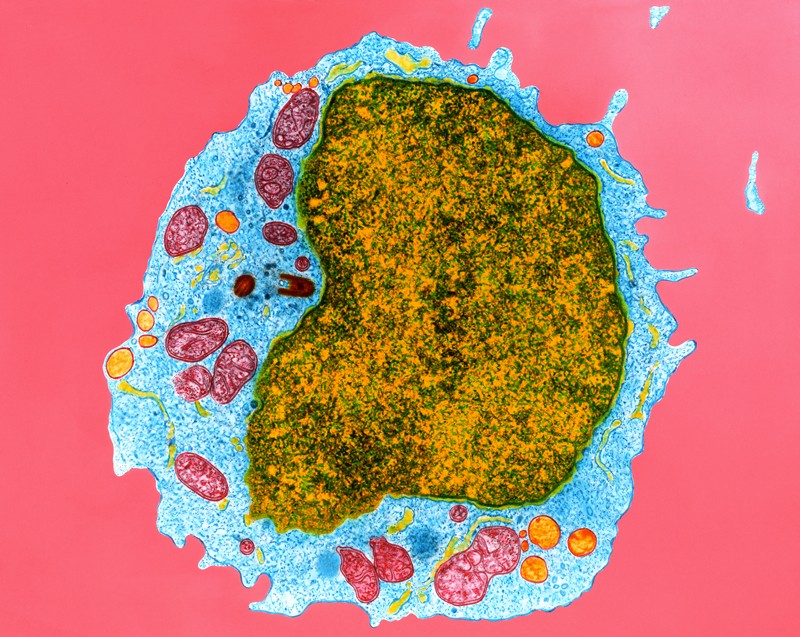 Coloured transmission electron micrograph of a section through a human B- lymphocyte