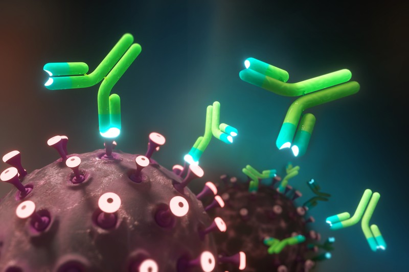 Illustration of monoclonal antibodies attaching to coronavirus spike proteins