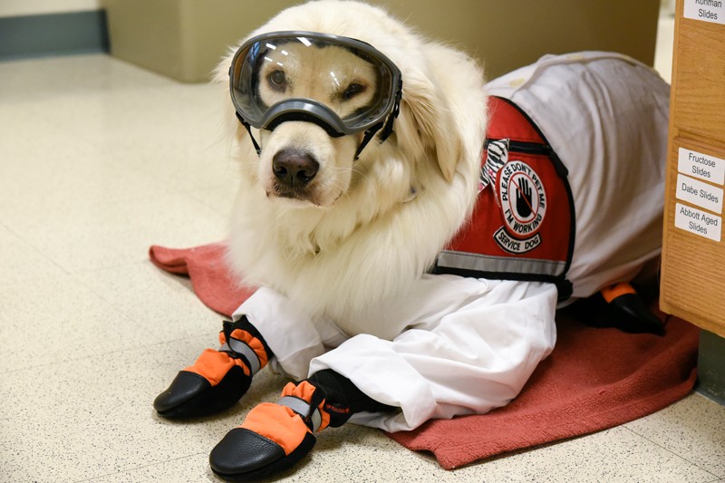 Service Dog Sampson wearing PPE