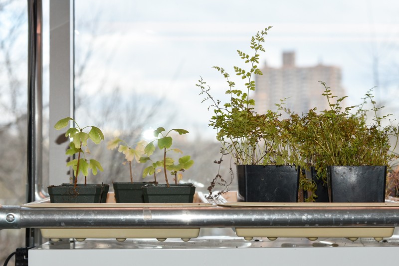 plant seedlings on a windowsill