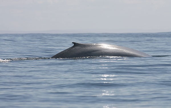 The rounded back of a blue whale is visible above the surface of calm waters.