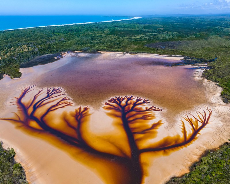 Aerial photograph of 'the tree of life' created from tea tree oil in a lake