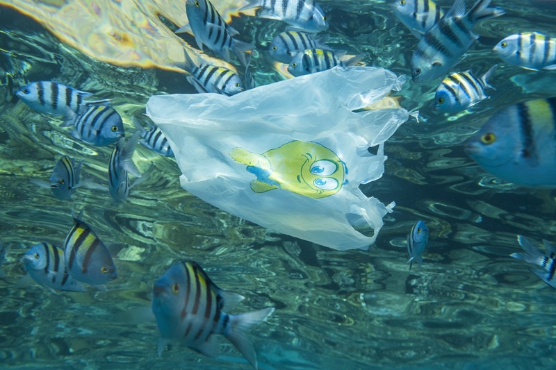 Close-up of a white plastic bag drifting under the surface with a school of tropical fish