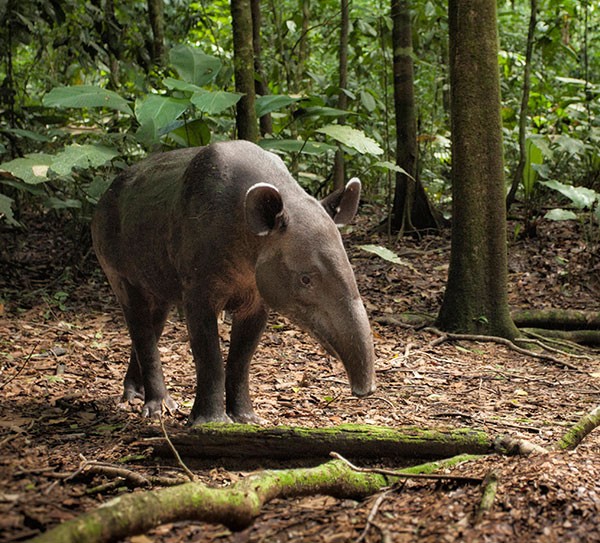 A lone Baird's Tapir (Tapirus bairdii)Corcovado National Park, Costa Rica