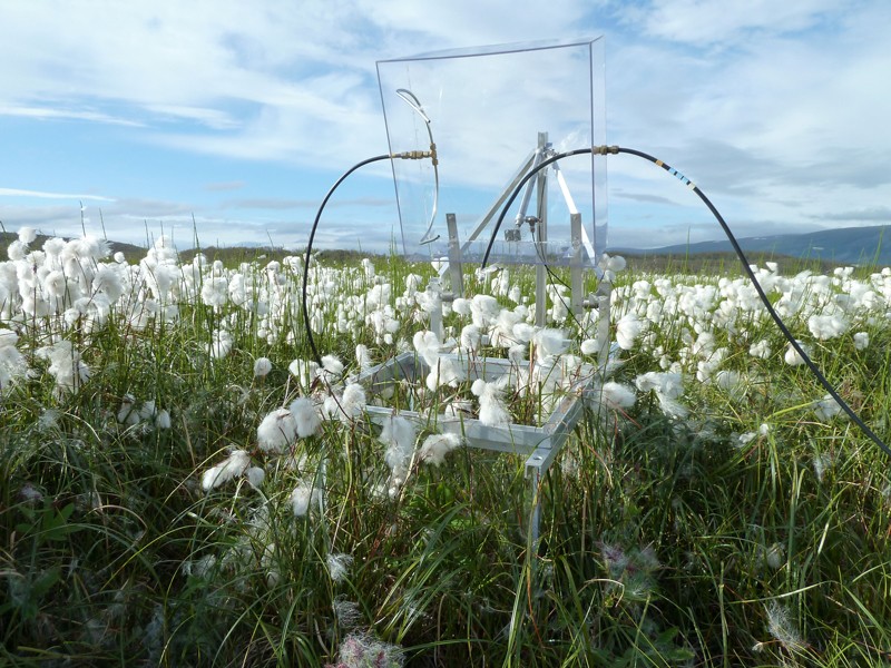 A clear plexiglass cube shaped instrument with black wires in a field of cotton grass