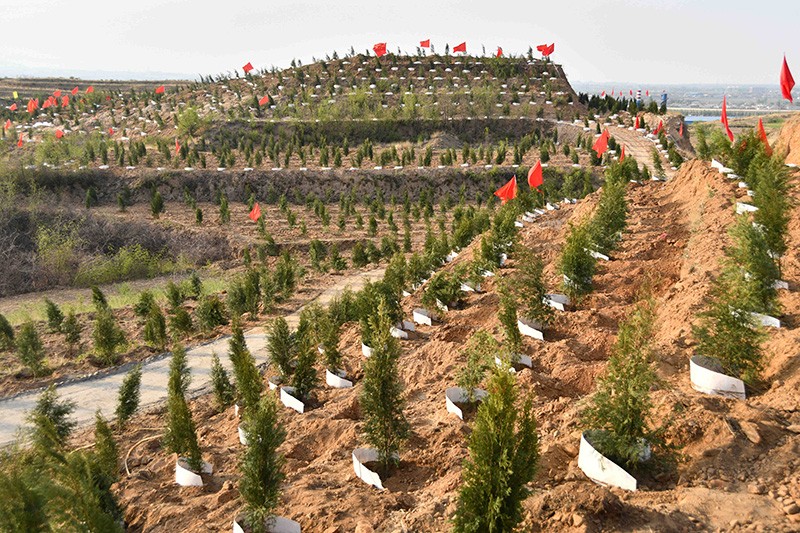Trees are planted in Western barren mountains, Handan City, China