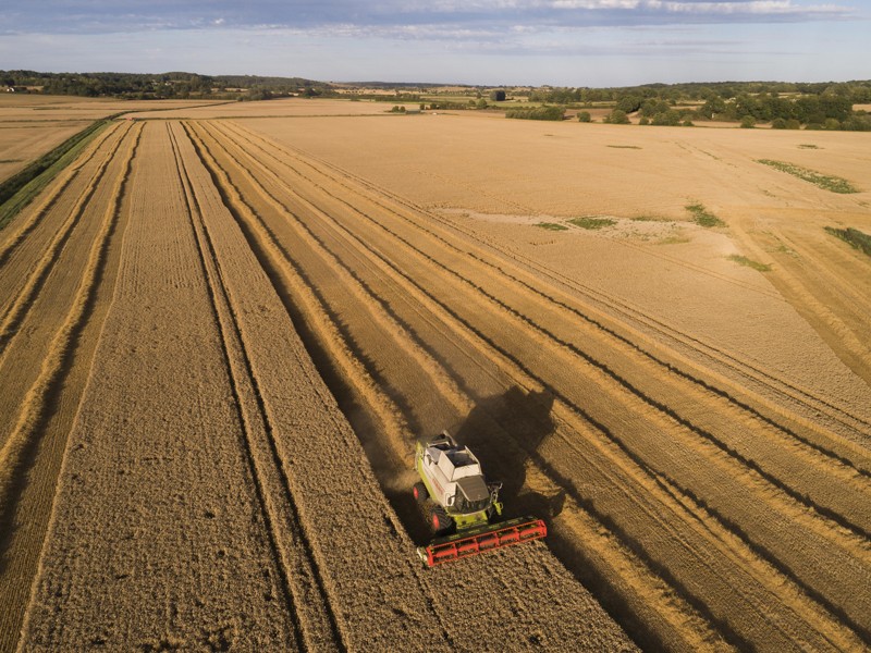 A Lexion combine harvester drives through a field of wheat