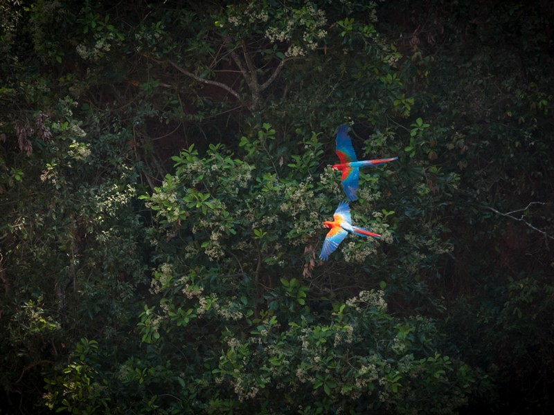 Green-winged macaw (Ara chloropterus), Brazil.