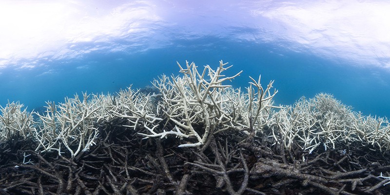 Coral bleaching on the Great Barrier Reef, 2017