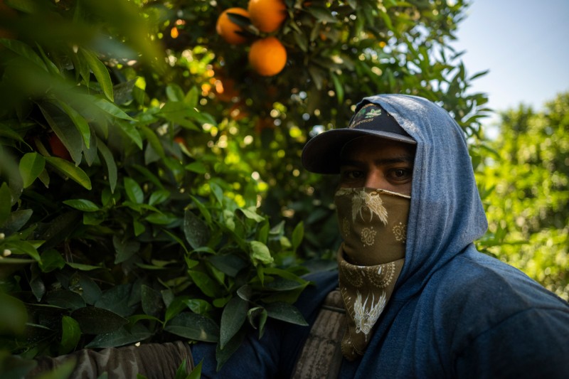Portrait of a migrant agricultural worker wearing a face covering as he works in an orange grove in California's Central Valley