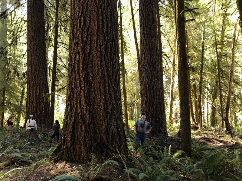 People look at trees in an old-growth Douglas-fir forest.