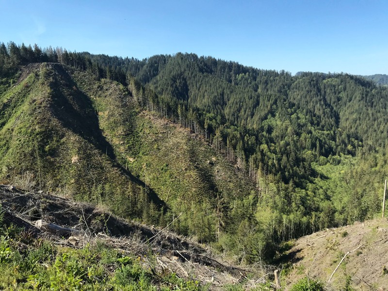 A steep, recently clear-cut slope with mid-aged Douglas-fir and mixed forest in the background.