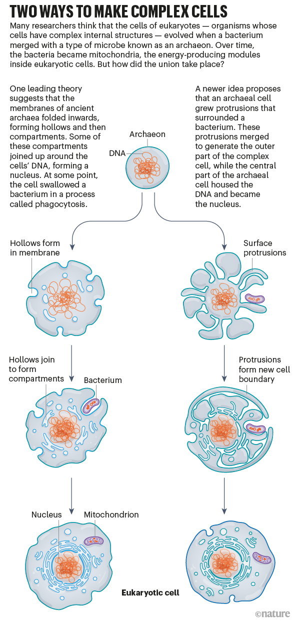 Two ways to make complex cells: Graphic that shows two theories of how complex eukaryotic cells evolved from a simple archaeon.