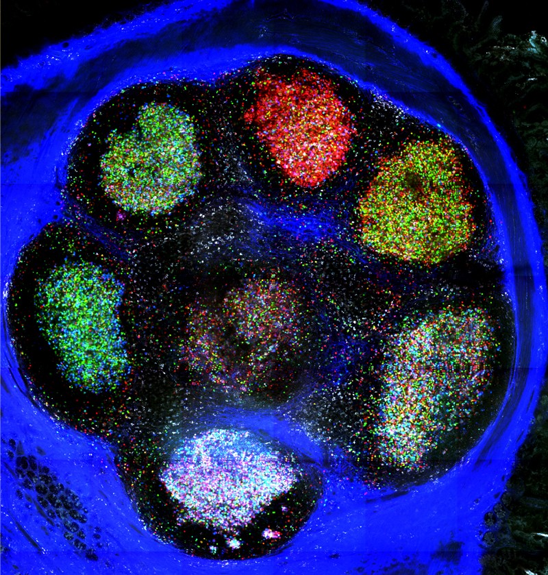 Mouse cells visualised using the Brainbow method resembles a colourful painter's pallette