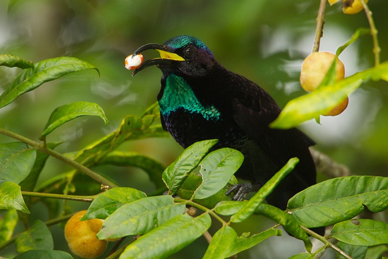 Paradise Riflebird (Ptiloris paradiseus) male feeding at fruiting Dysoxylum tree in Papua New Guinea