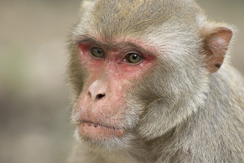 A close up of the face of a Rhesus Macaque (Macaca mulatta)