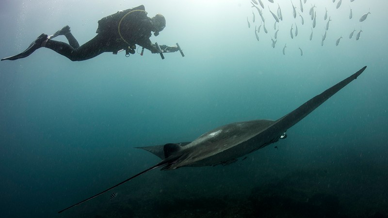 Nakia Cullain in full diving gear swims above a manta ray