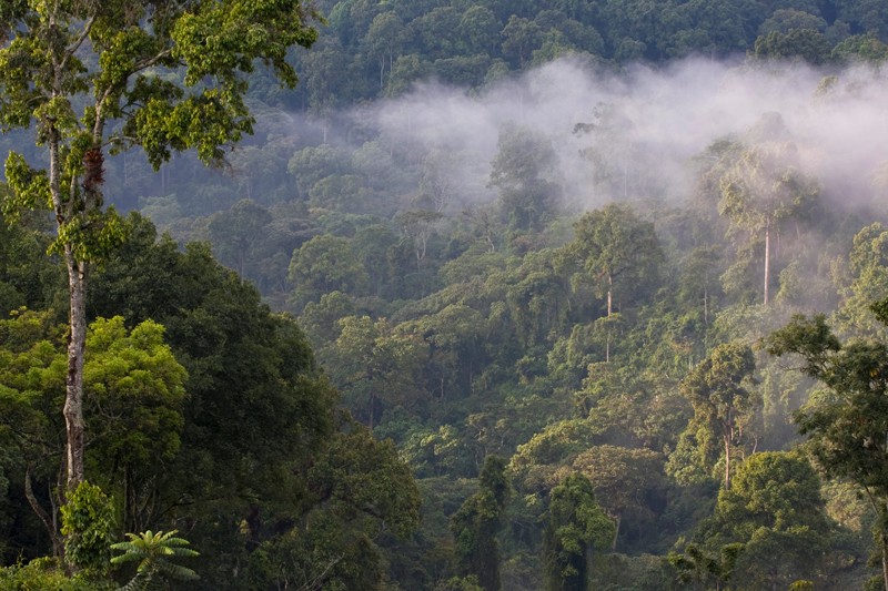 Figure 1: African montane forest with trees on a steep incline and low-lying clouds