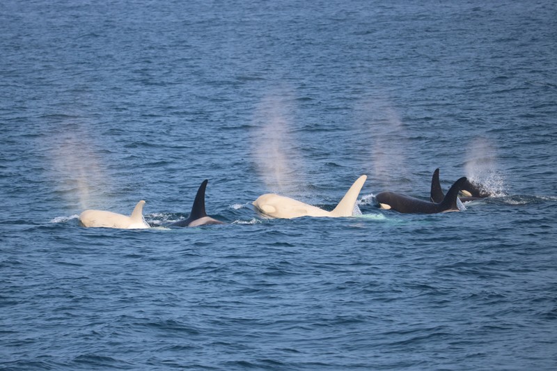 A group of orcas swimming in the ocean, two of which are pure white